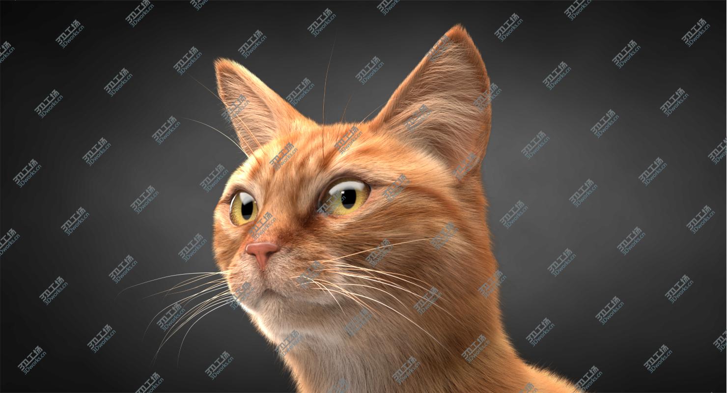 images/goods_img/202104092/3D Cat Ginger v1 model/3.jpg
